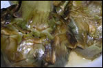Carciofi alla romana